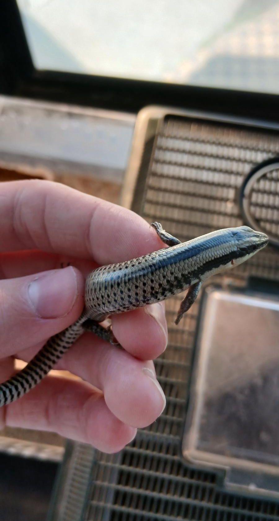 Lizard for sale