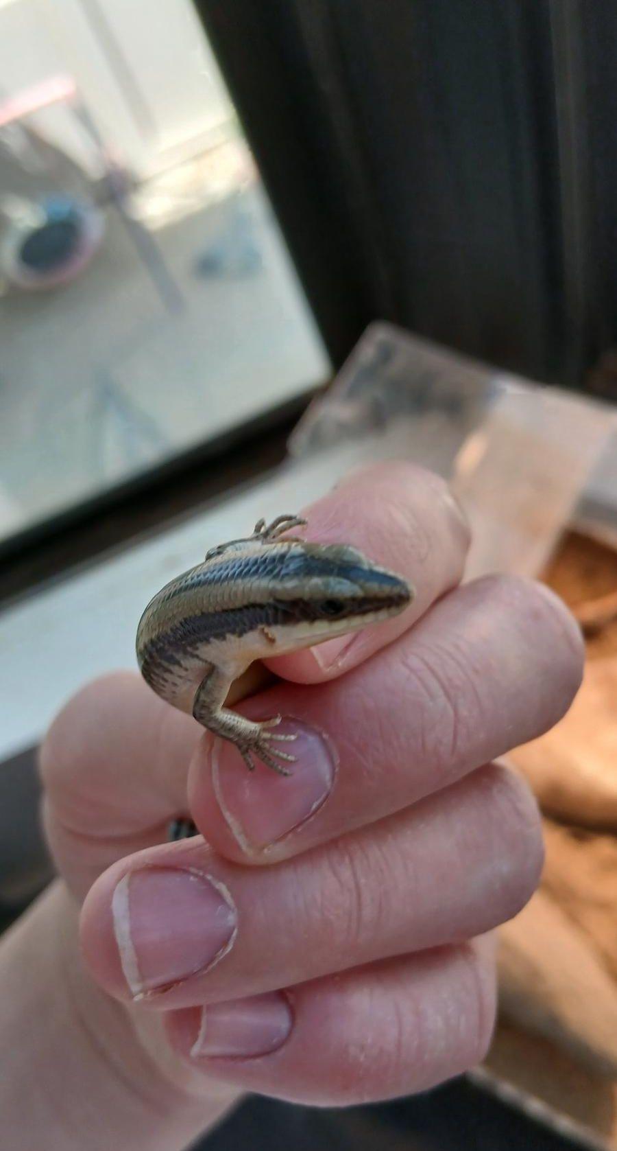 Lizard for sale