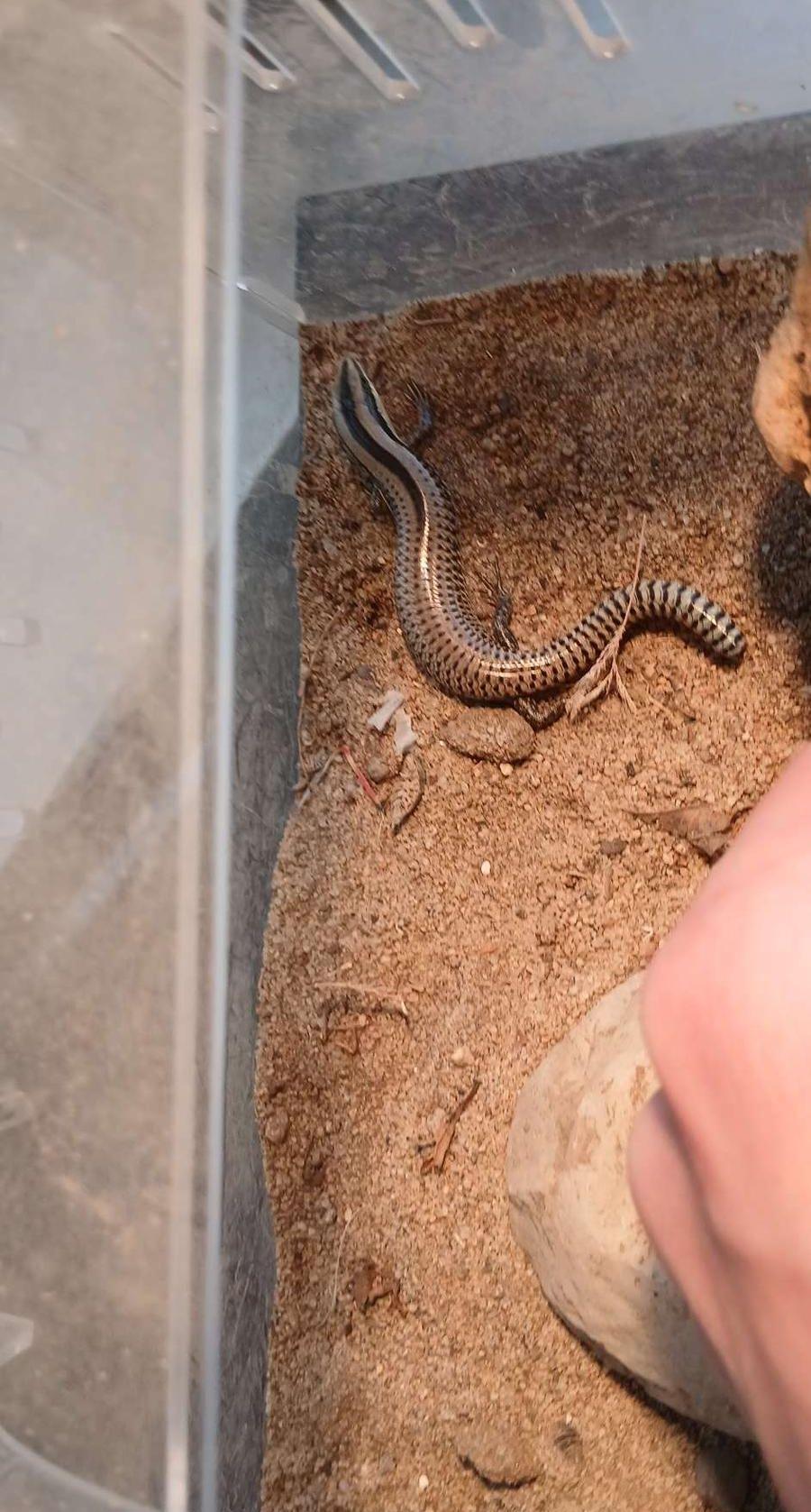 Lizard for sale