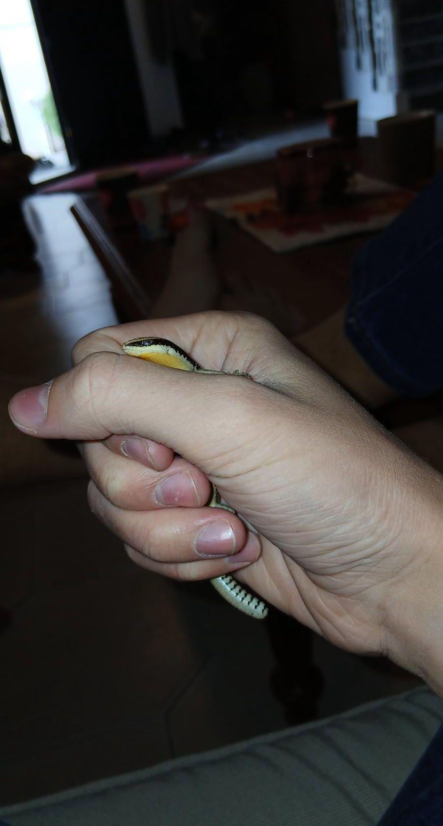 Lizard for sale