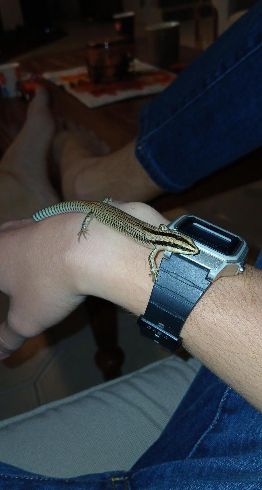 Lizard for sale