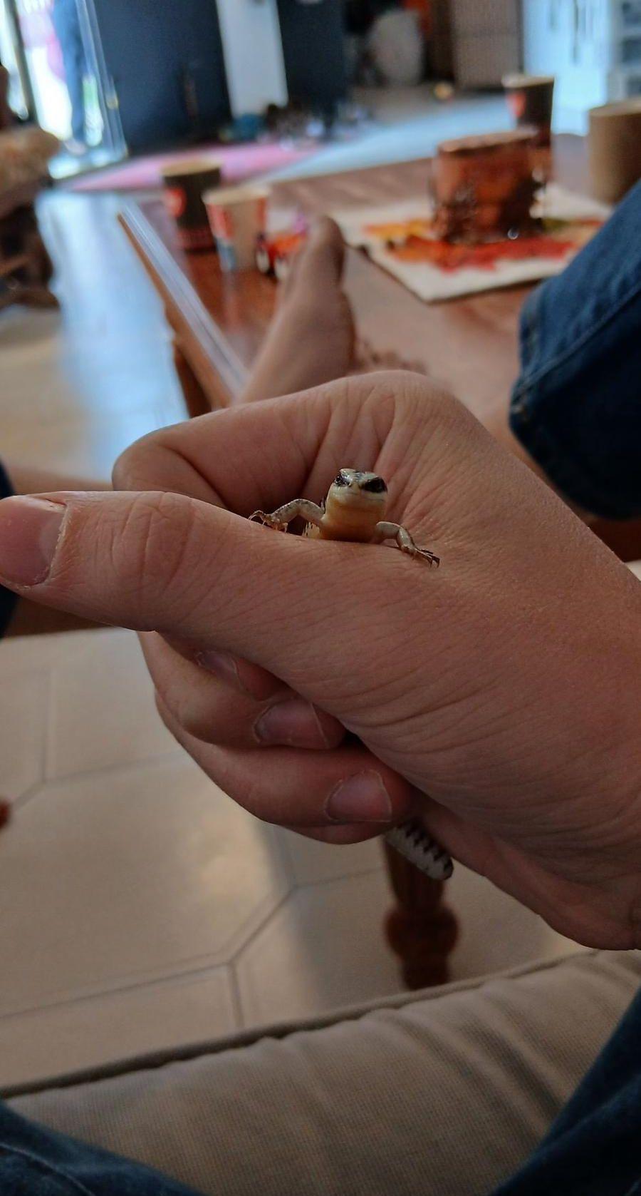 Lizard for sale