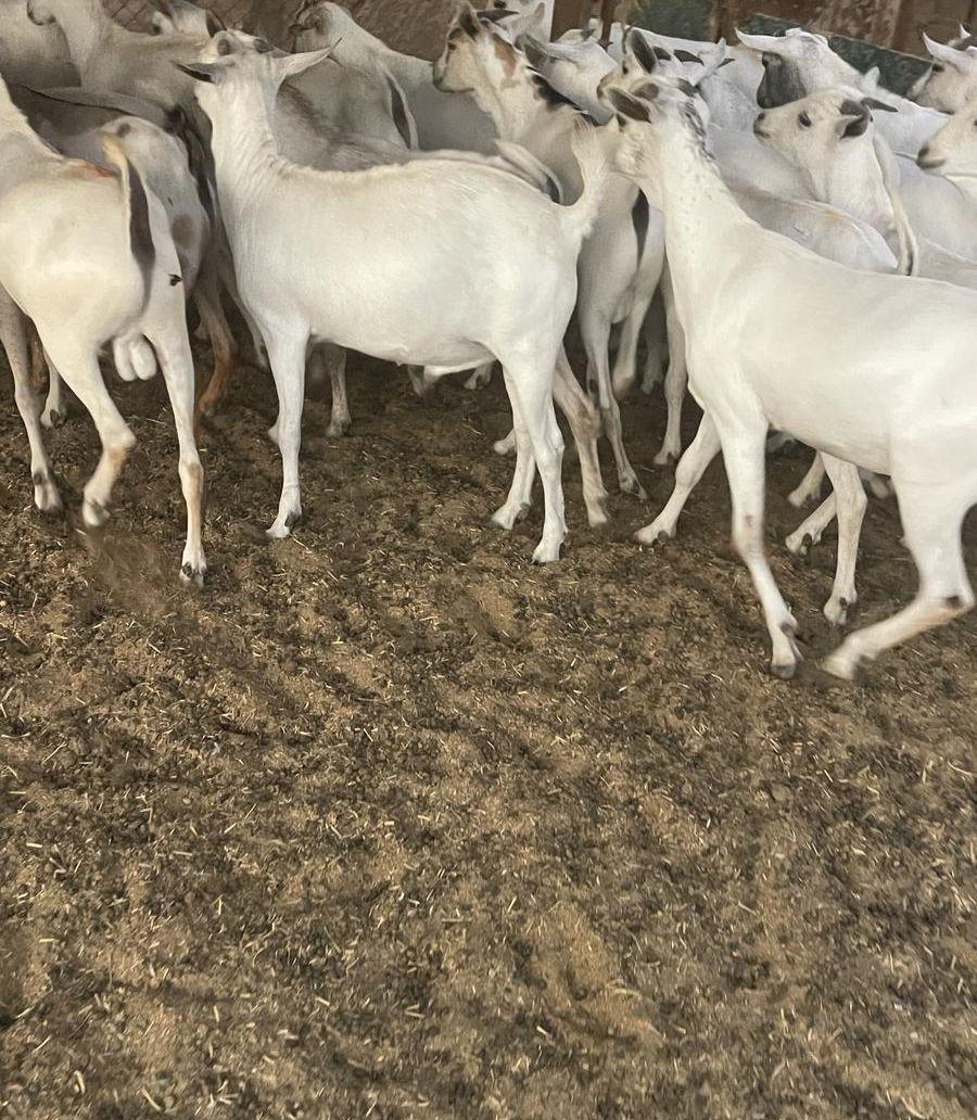 تيوس ذبايح مستورده