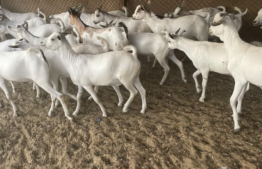 تيوس ذبايح مستورده