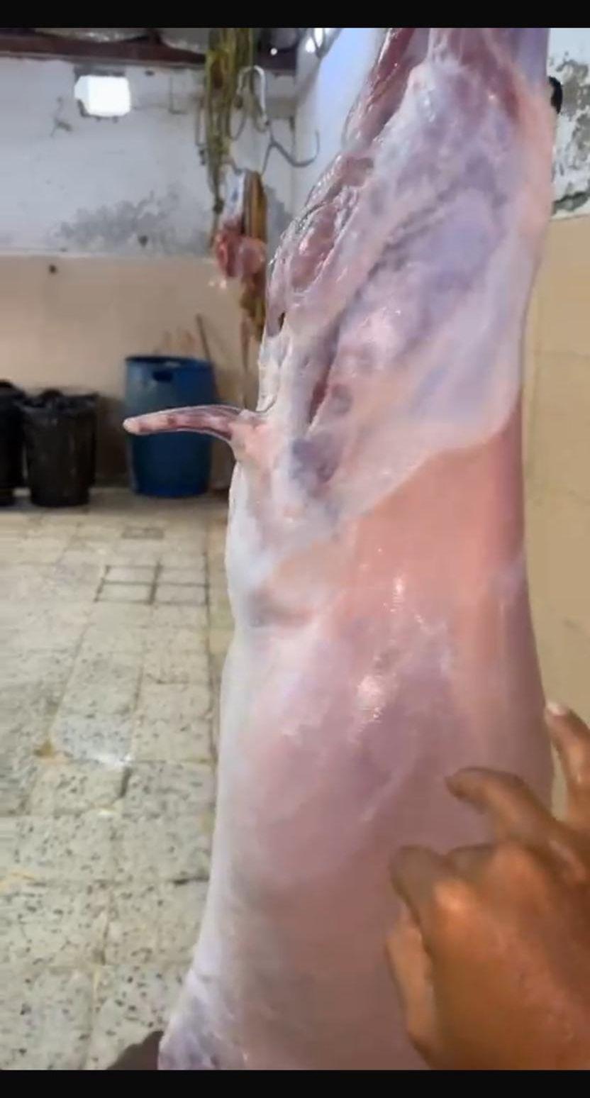 تيوس ذبايح مستورده