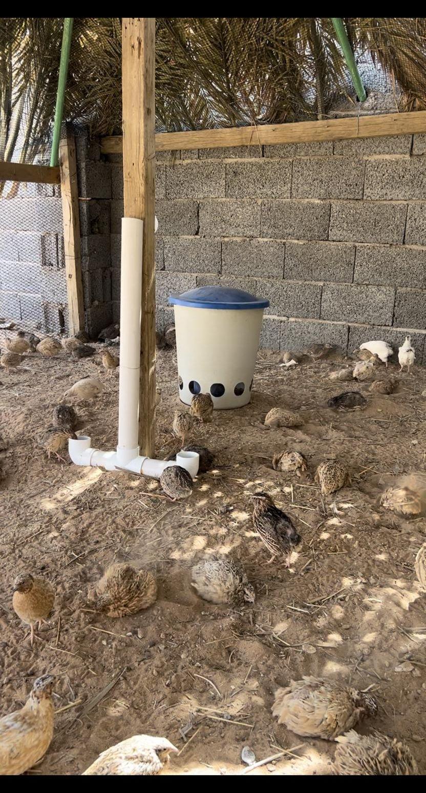 سمان و بسابس