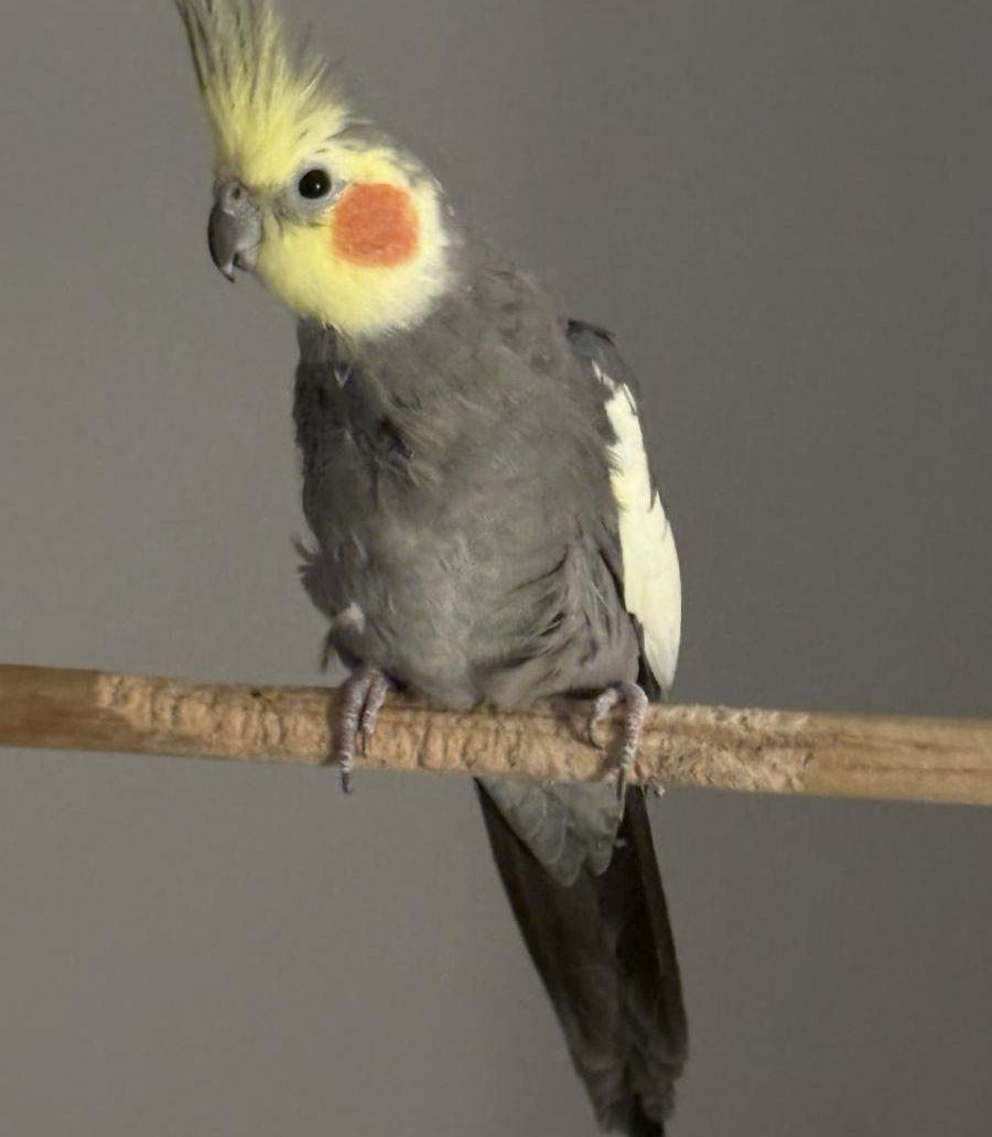 ببغاء كروان