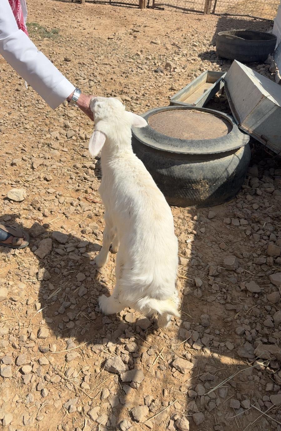 ذبايح حريات هرافي