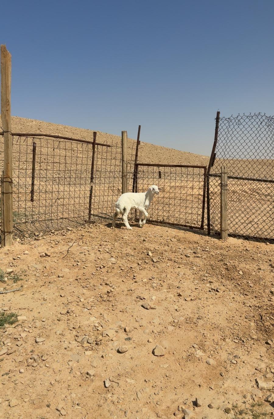 ذبايح حريات هرافي