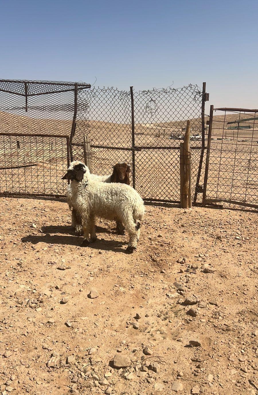 ذبايح حريات هرافي