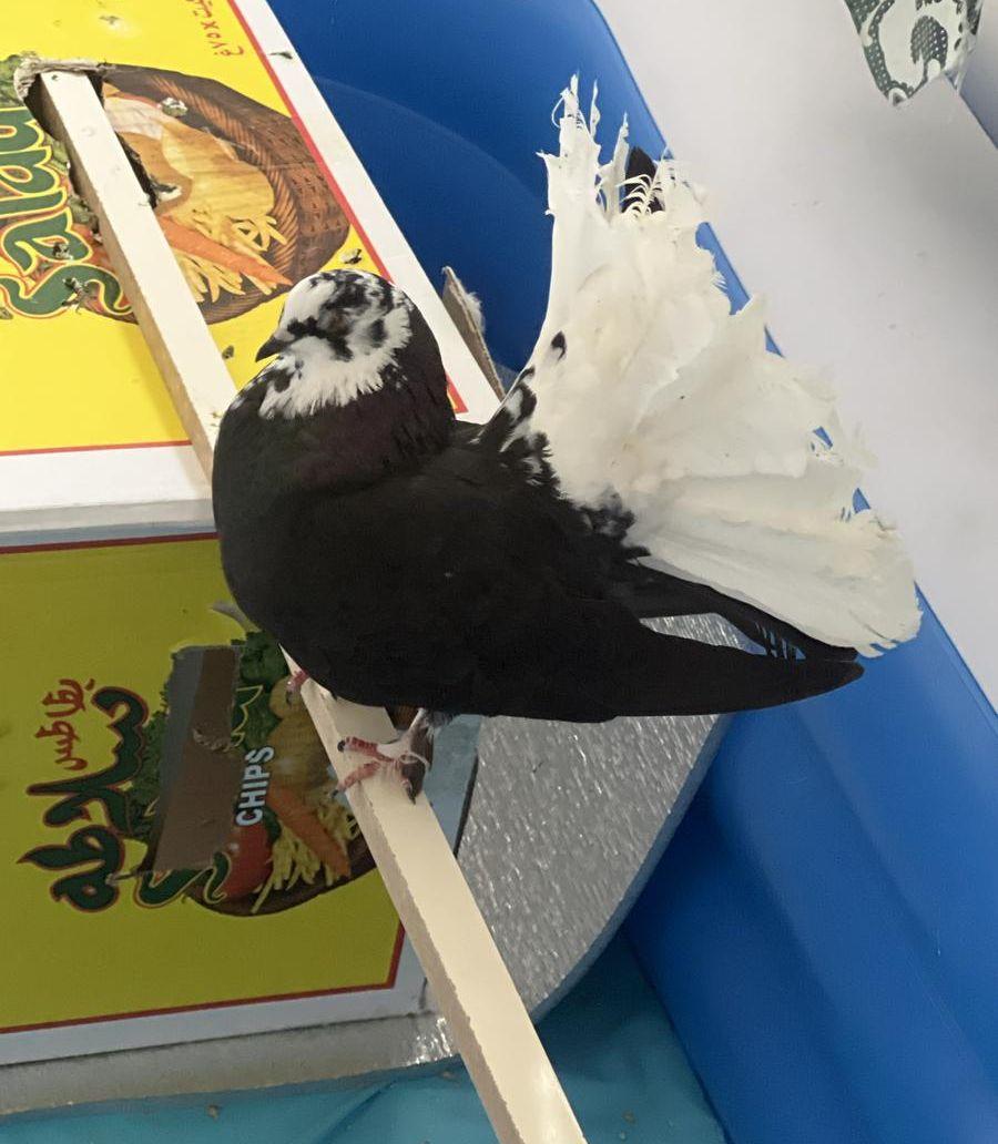 حمام رقاص