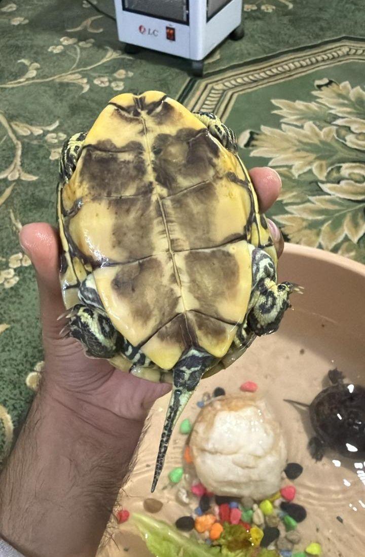 سلاحف اثنين كبيره