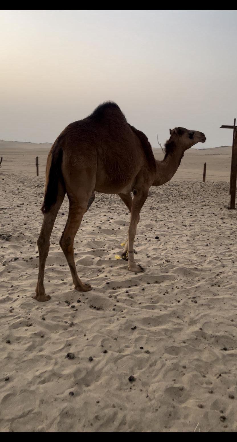 بكره ساحليه مفروده