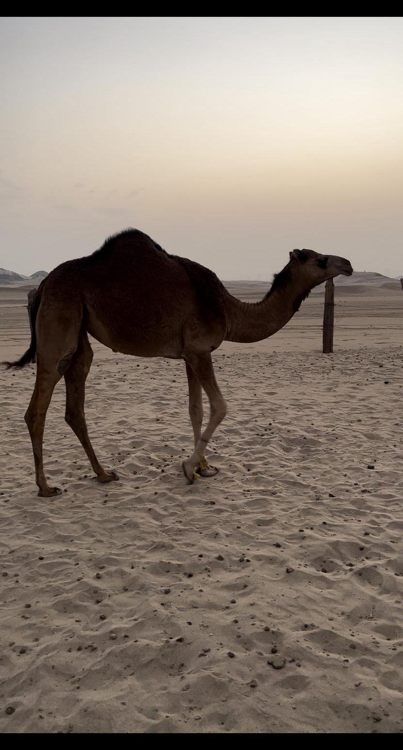 بكره ساحليه مفروده
