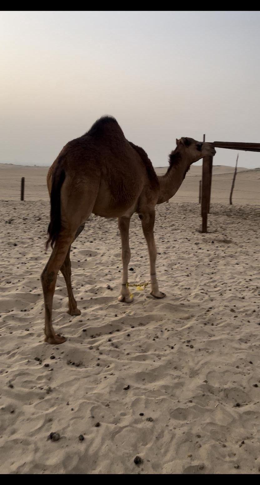 بكره ساحليه مفروده
