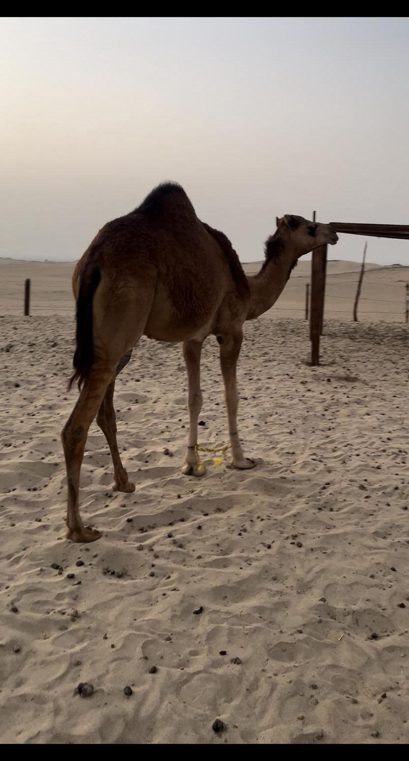 بكره ساحليه مفروده