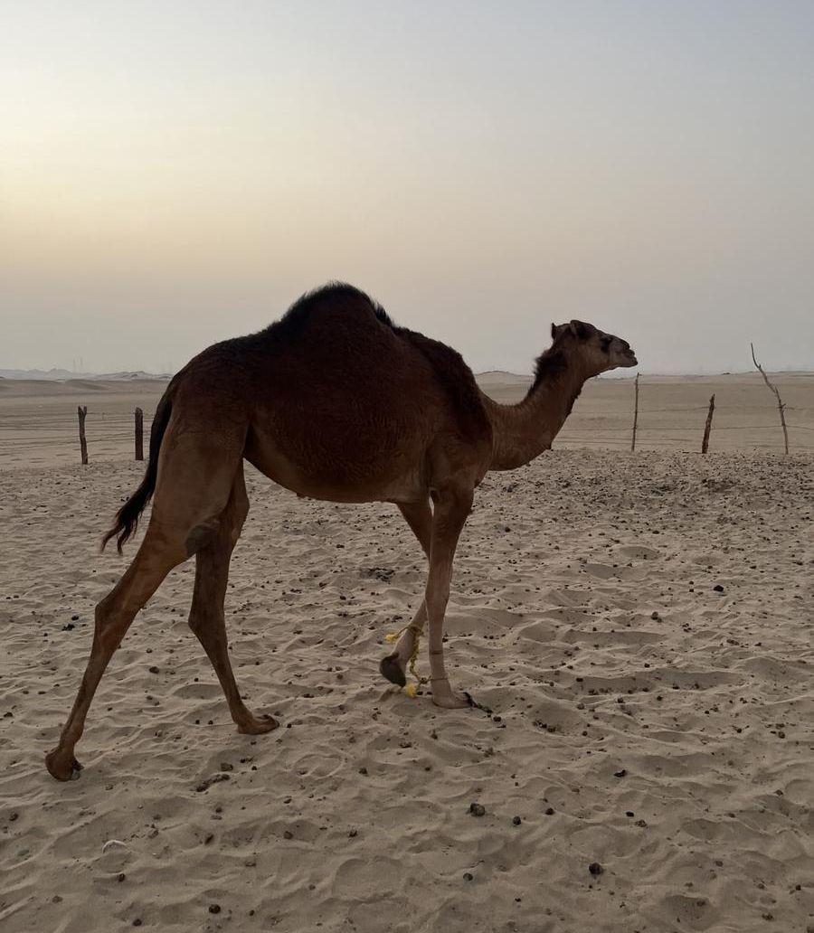 بكره ساحليه مفروده