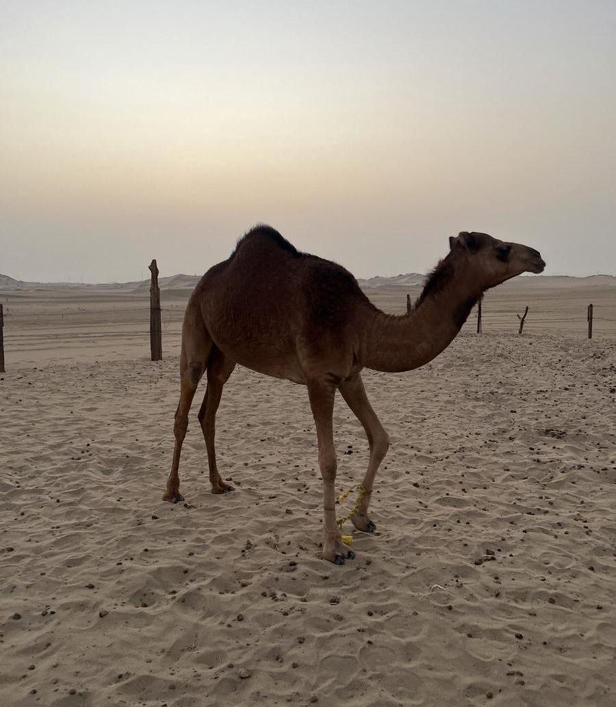 بكره ساحليه مفروده