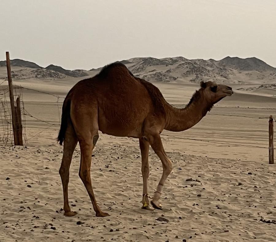 بكره ساحليه مفروده