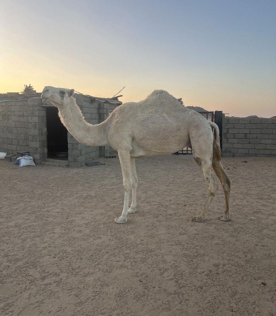 بيع ضرايب