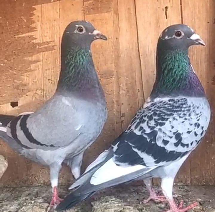 زاجل سباق يوجد