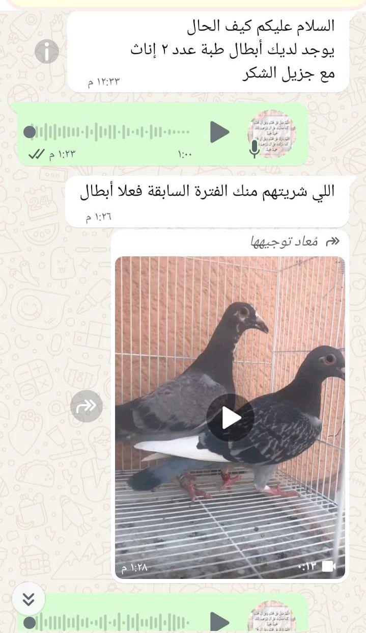 زاجل سباق يوجد