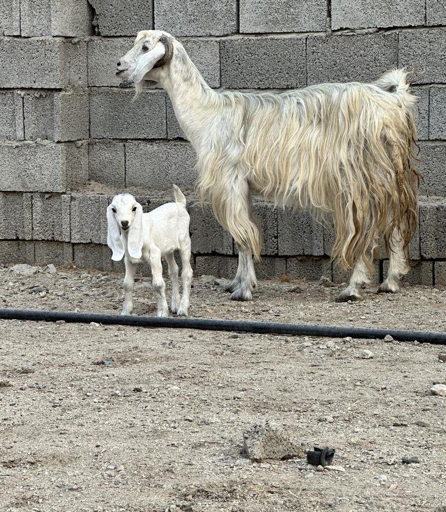 عنز معها جفره