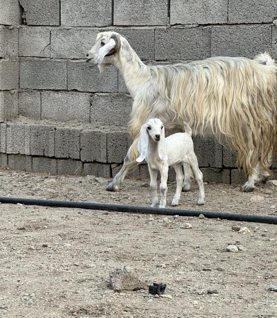 عنز معها جفره