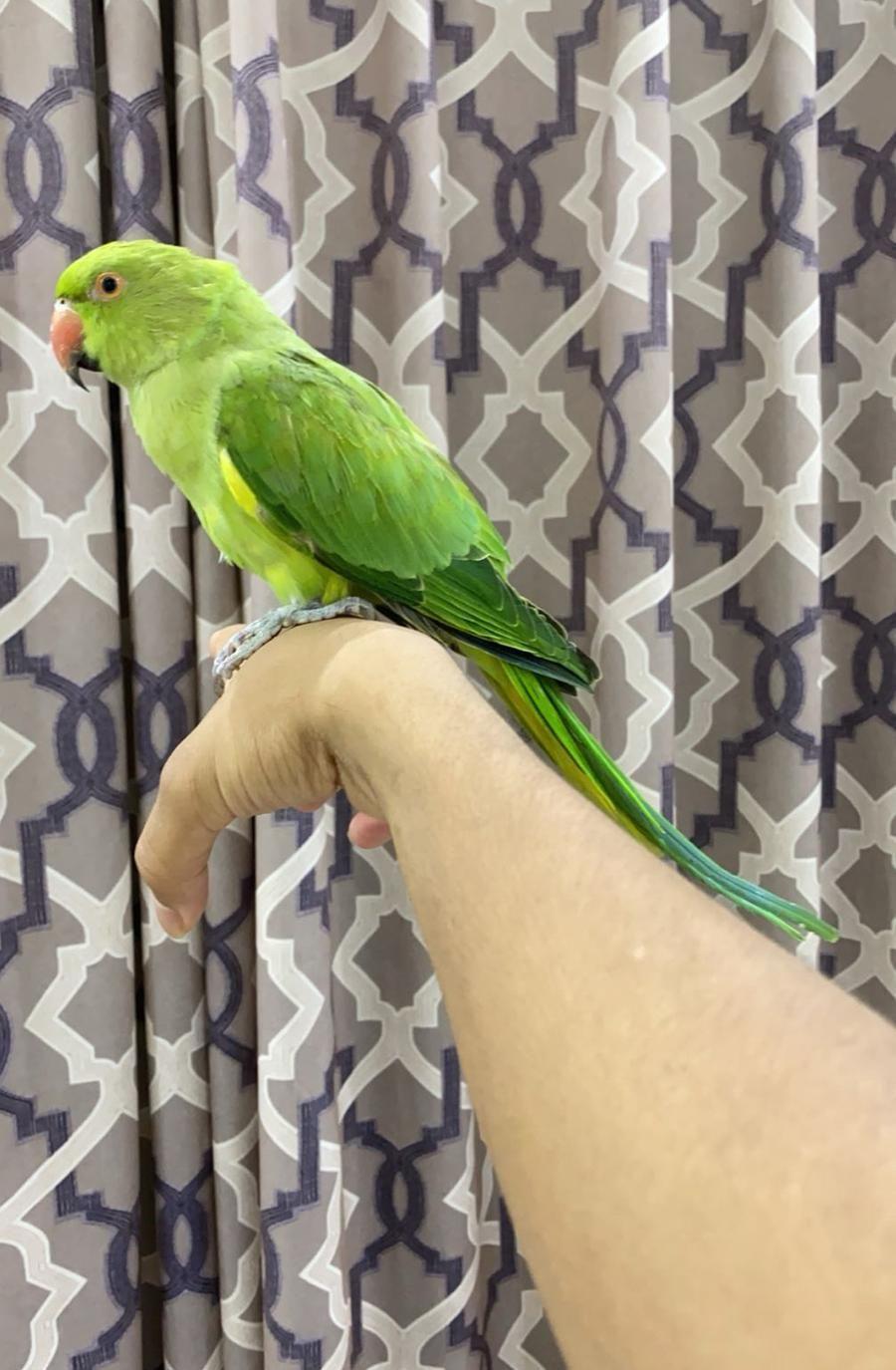 زوج دره كفو