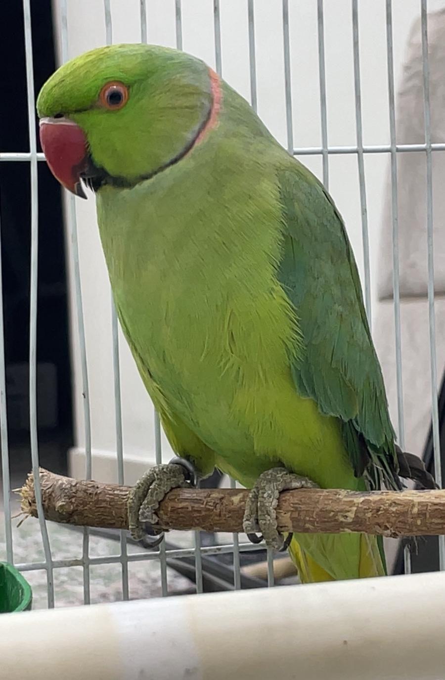 زوج دره كفو