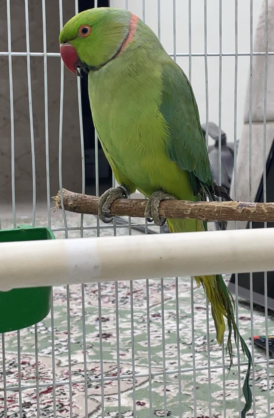 زوج دره كفو