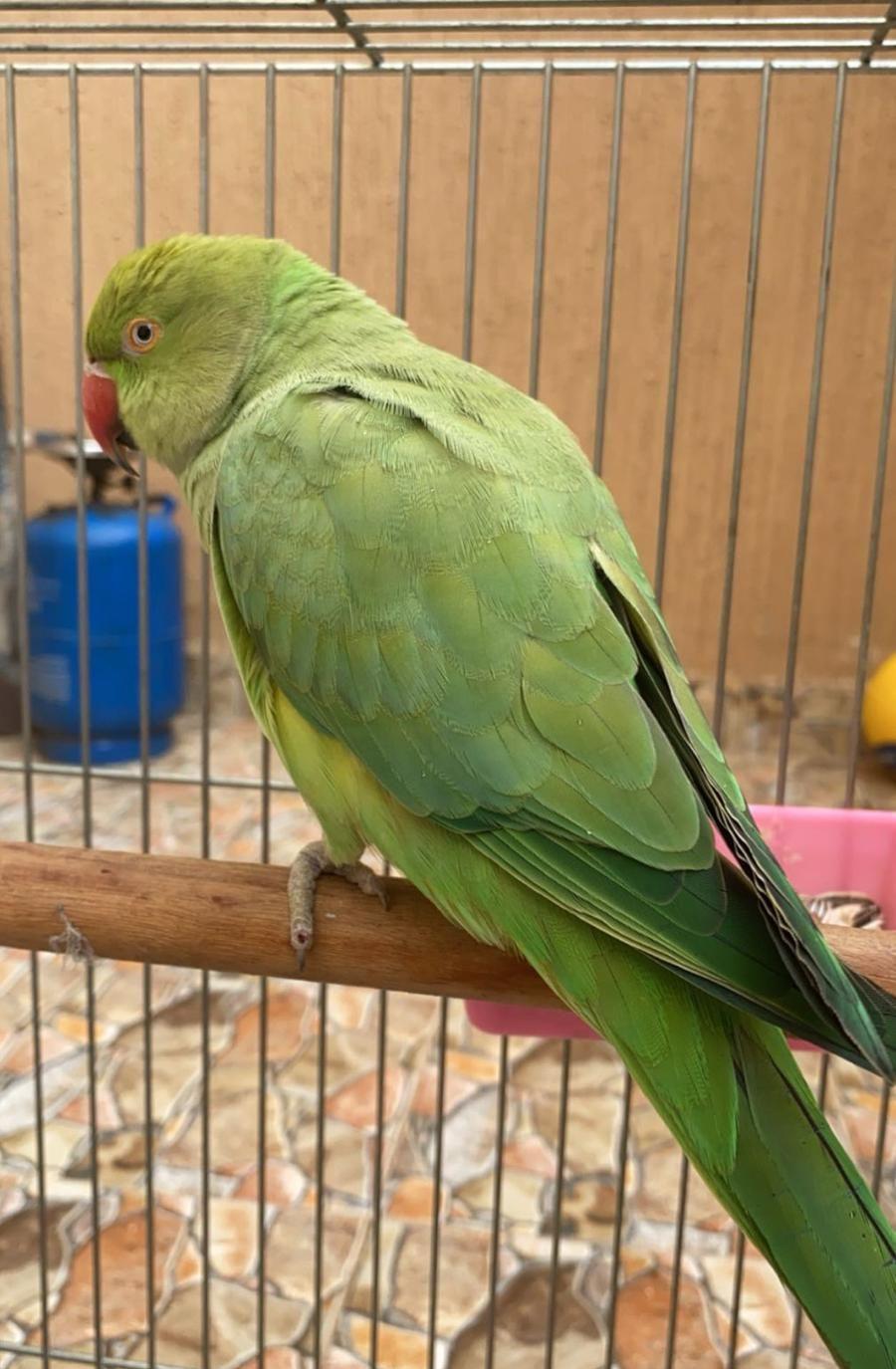 زوج دره كفو