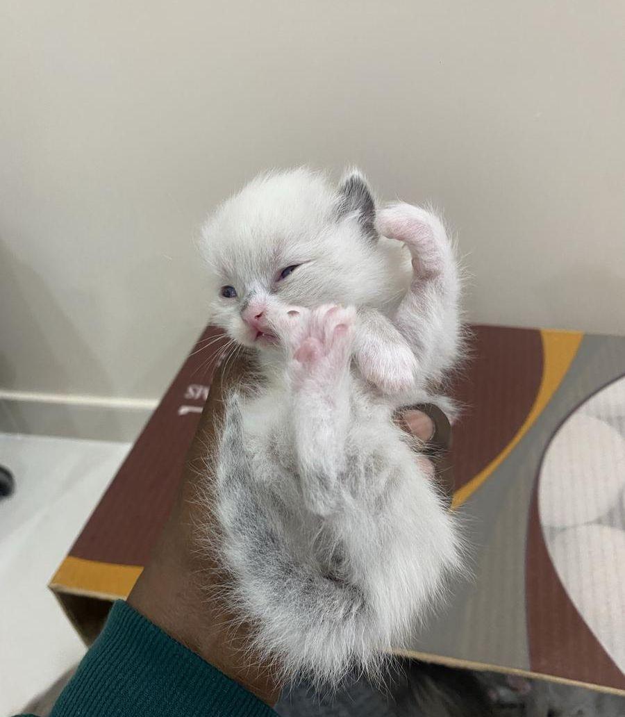 قطط