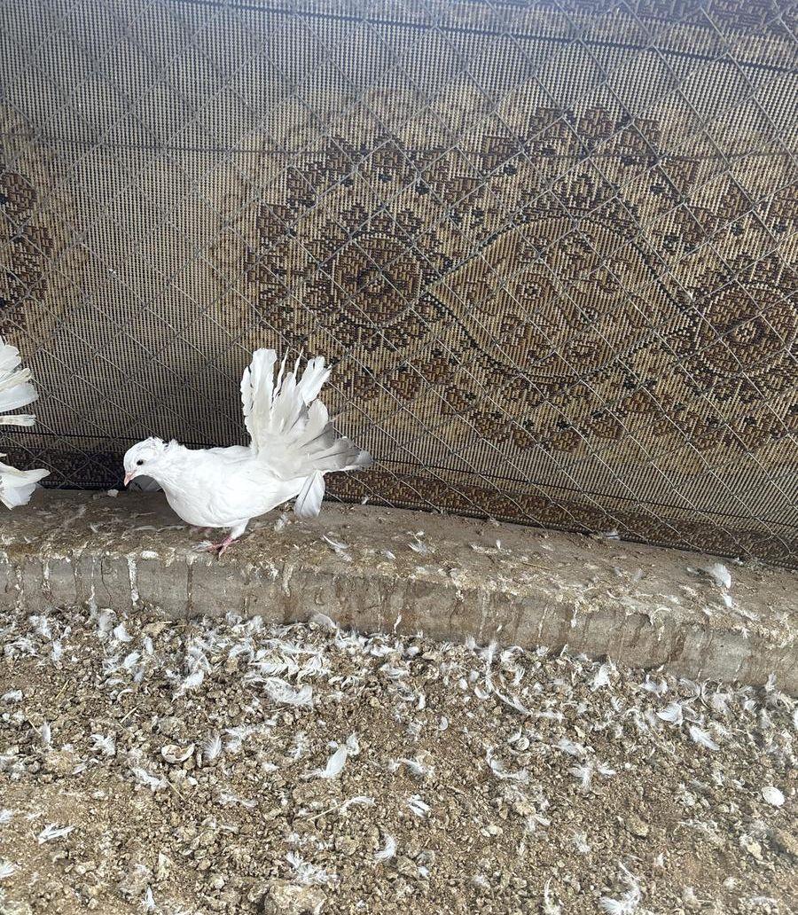 فروخ طبات رقاصي