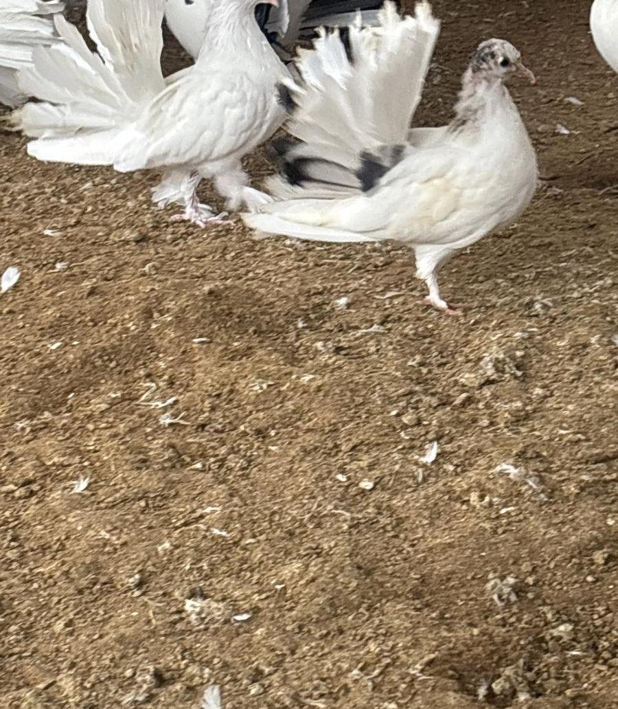 فروخ طبات رقاصي