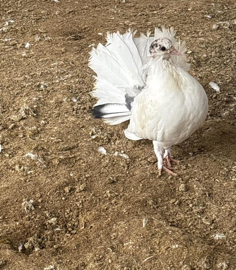 فروخ طبات رقاصي