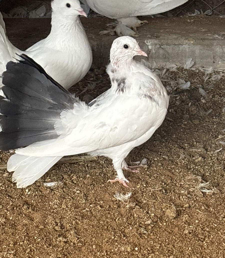 فروخ طبات رقاصي