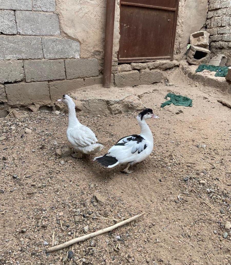 حبتين من البط