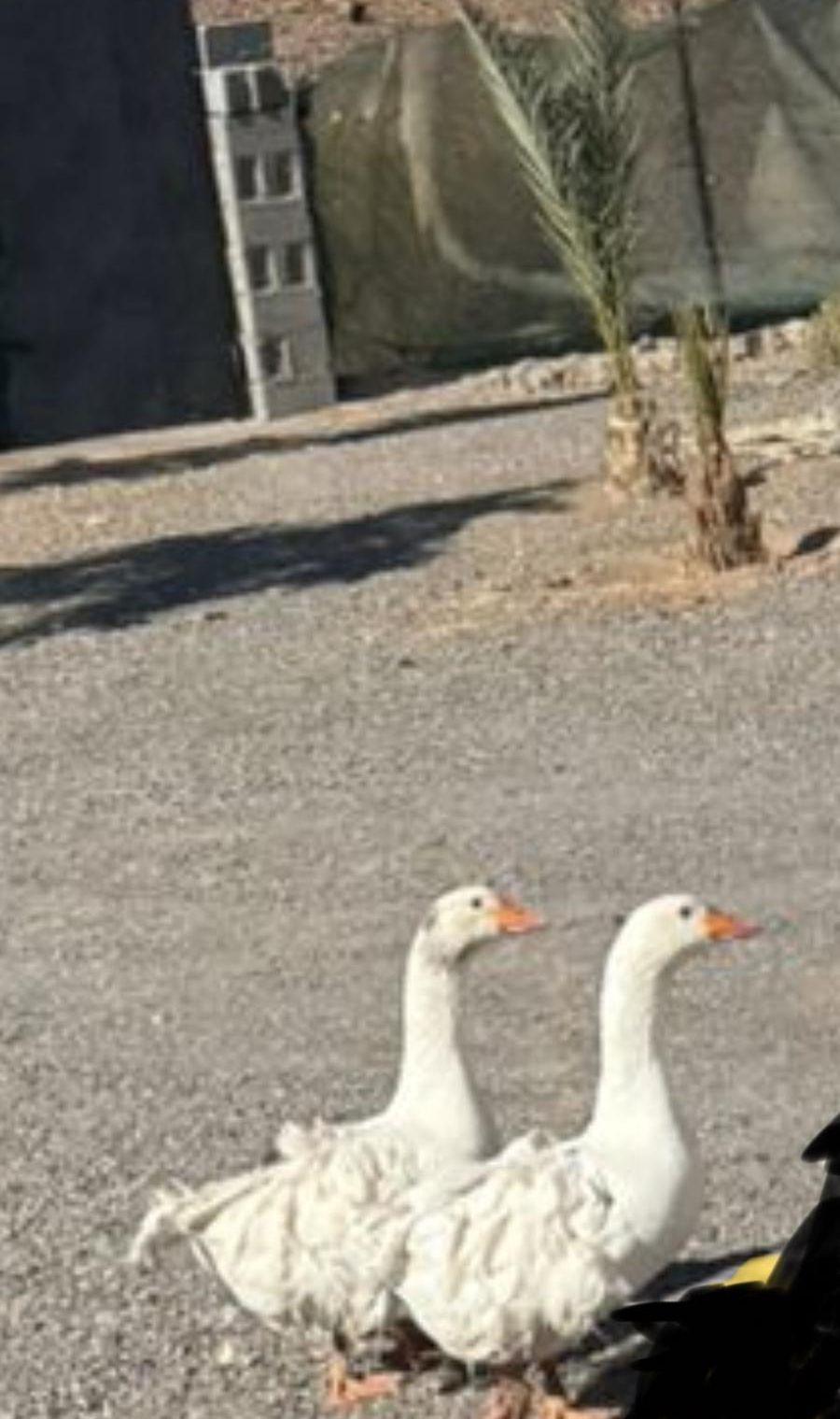 للبيع ذكور وز