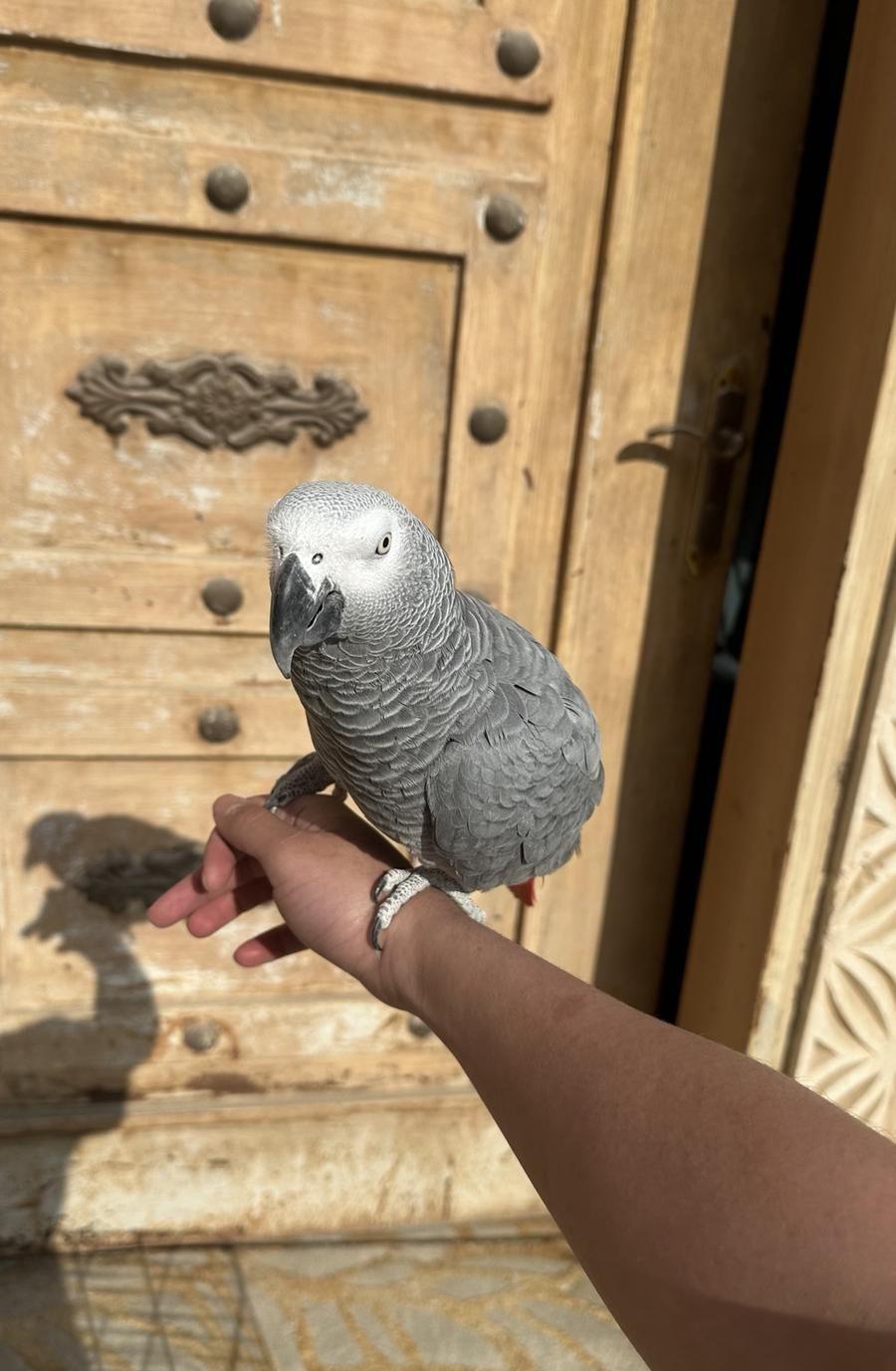 كاسكو