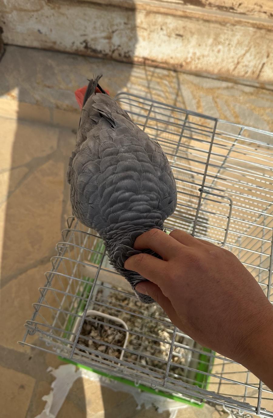كاسكو