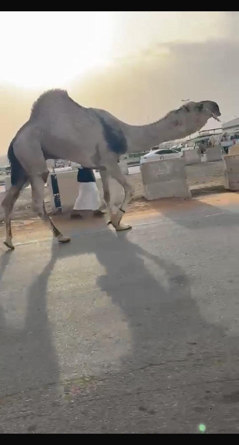 البعير أصلا الرماني