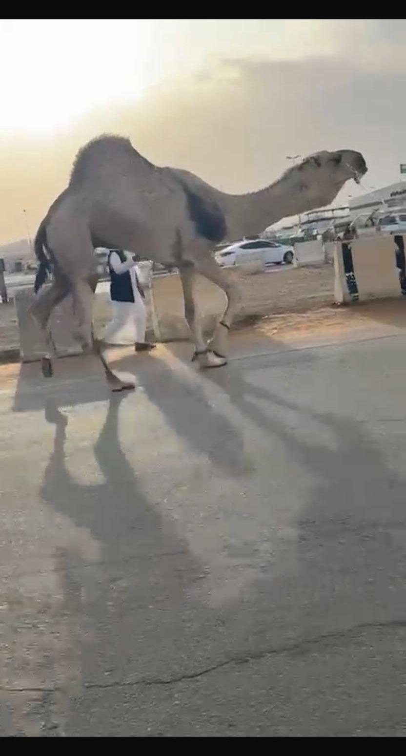 البعير أصلا الرماني