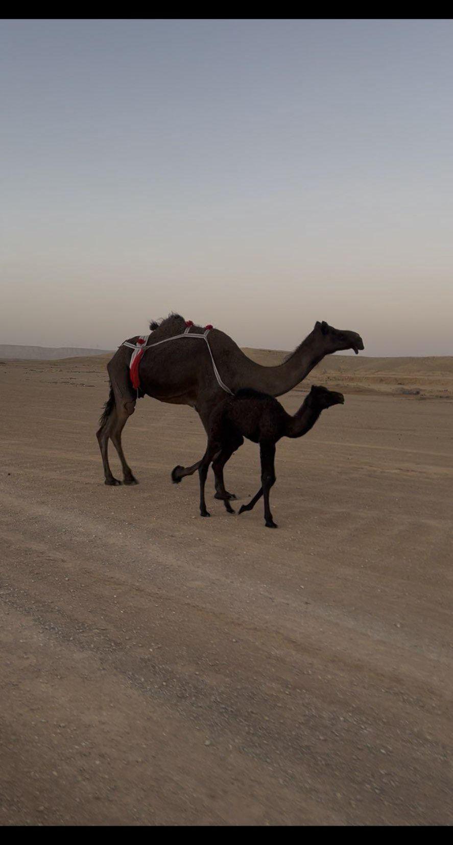 خلفه مجهم طيبه