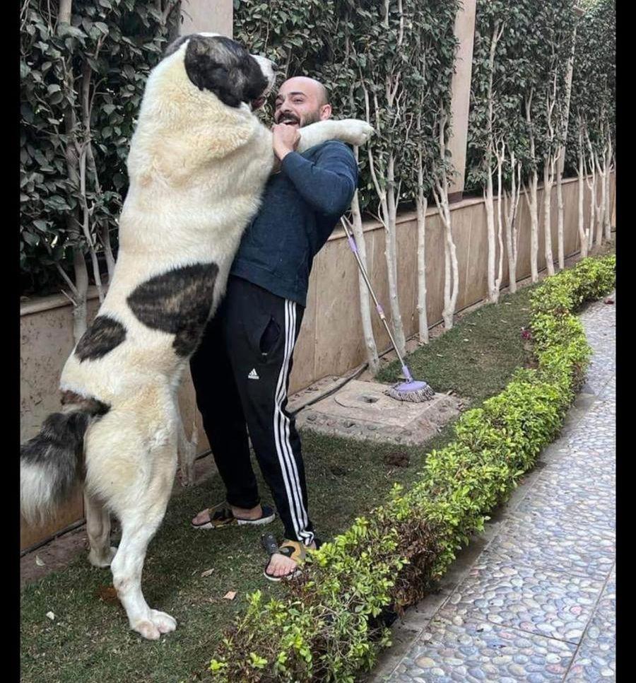 جراوي الباي