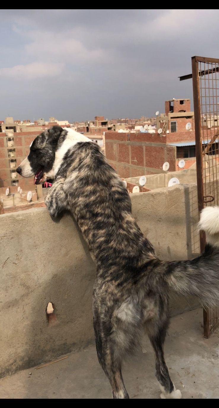 جراوي الباي