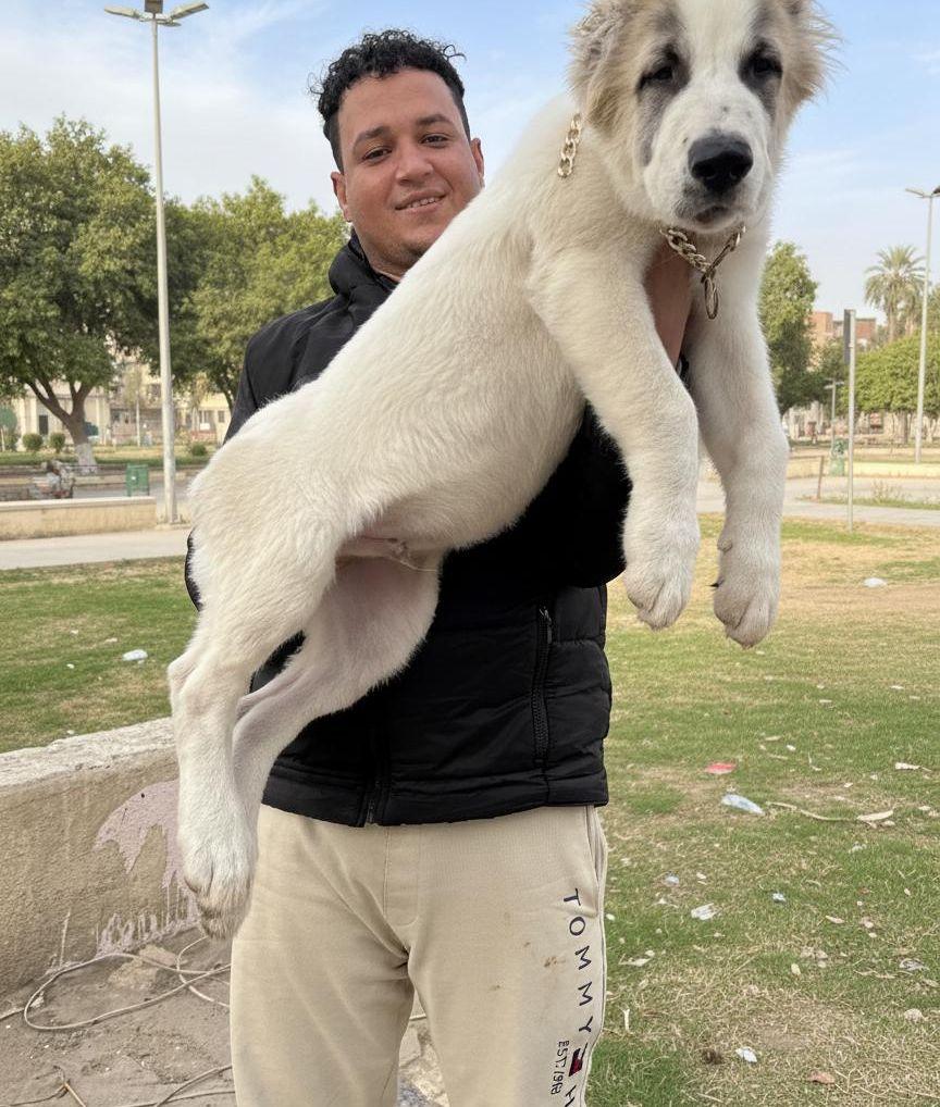 جراوي الباي