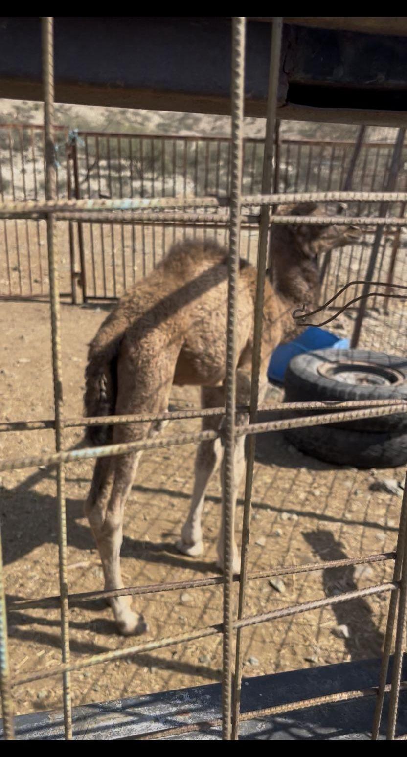 قعود للبيع