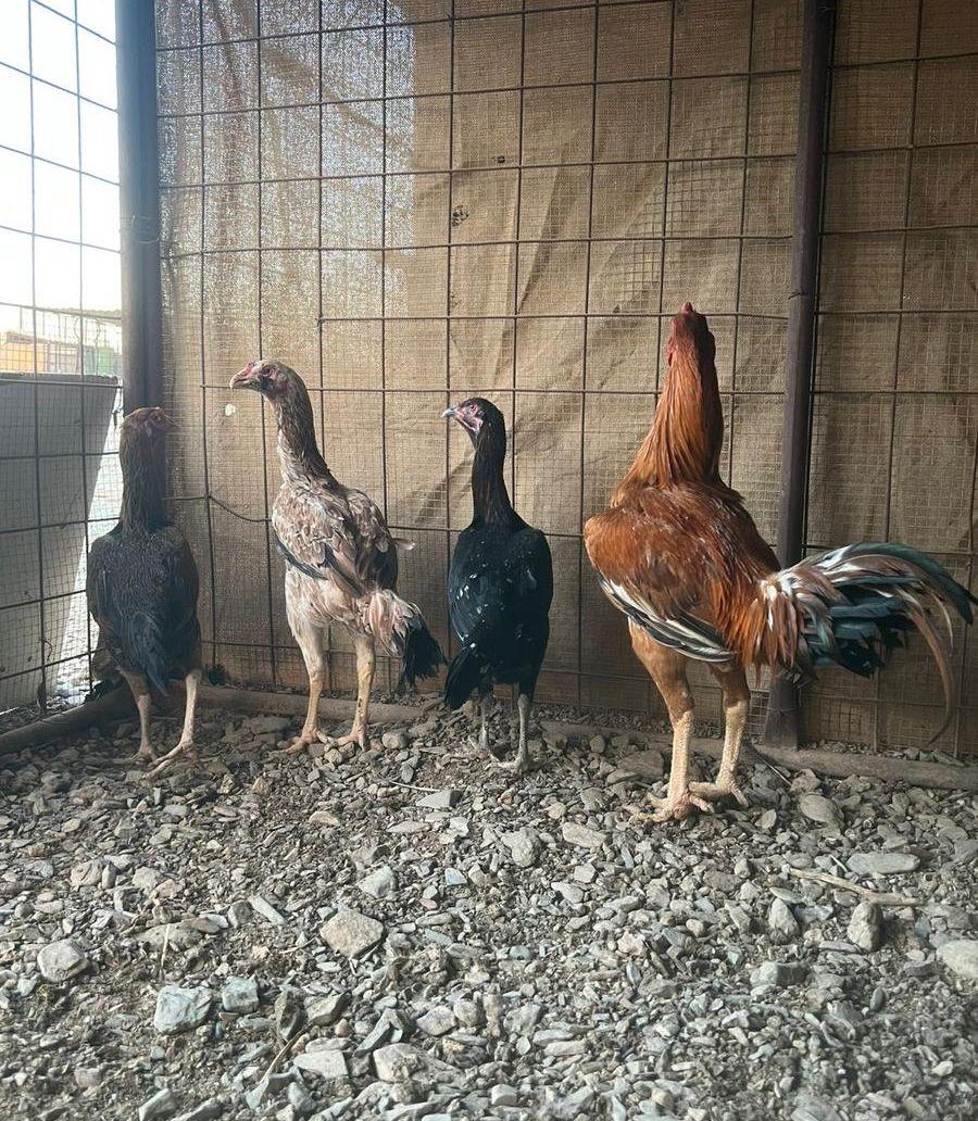 دجاج باكستاني