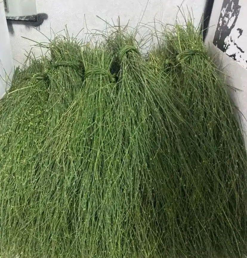 مرخ وسلع